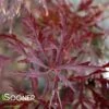 RED DRAGON WEEPING JAPANESE MAPLE -Verdant Zone DETA 1012