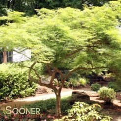 VIRIDIS WEEPING JAPANESE MAPLE 8 VIRIDIS WEEPING JAPANESE MAPLE -Verdant Zone DETA 1013