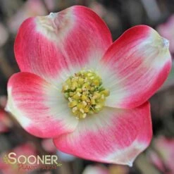 CHEROKEE BRAVE® DOGWOOD 7 CHEROKEE BRAVE® DOGWOOD -Verdant Zone DETA 1016