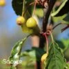 GOLDEN RAINDROPS® CRABAPPLE 2 GOLDEN RAINDROPS® CRABAPPLE -Verdant Zone DETA 1028