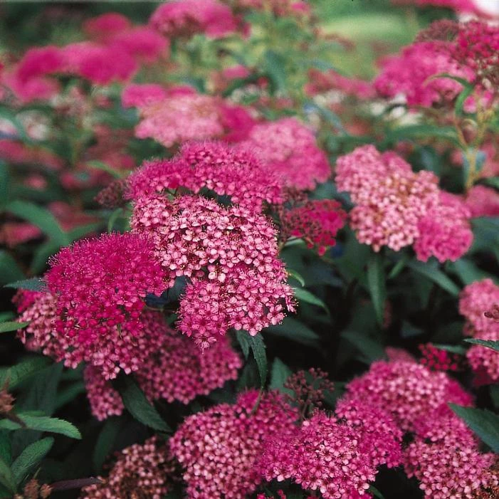ANTHONY WATERER RED SPIRAEA 4 ANTHONY WATERER RED SPIRAEA - Image 2