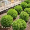 BABY GEM™ BOXWOOD 1 BABY GEM™ BOXWOOD -Verdant Zone DETA 1053
