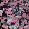 PURPLE PIXIE® LOROPETALUM -Verdant Zone DETA 1098