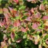 GOLDEN RUBY™ BARBERRY -Verdant Zone DETA 1227