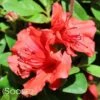 HOT SHOT GIRARD AZALEA 1 HOT SHOT GIRARD AZALEA -Verdant Zone DETA 1268