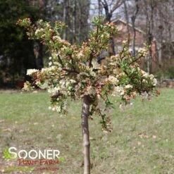 SARGENT TINA CRABAPPLE 9 SARGENT TINA CRABAPPLE -Verdant Zone DETA 1303