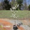 SUGAR TYME® CRABAPPLE -Verdant Zone DETA 1313