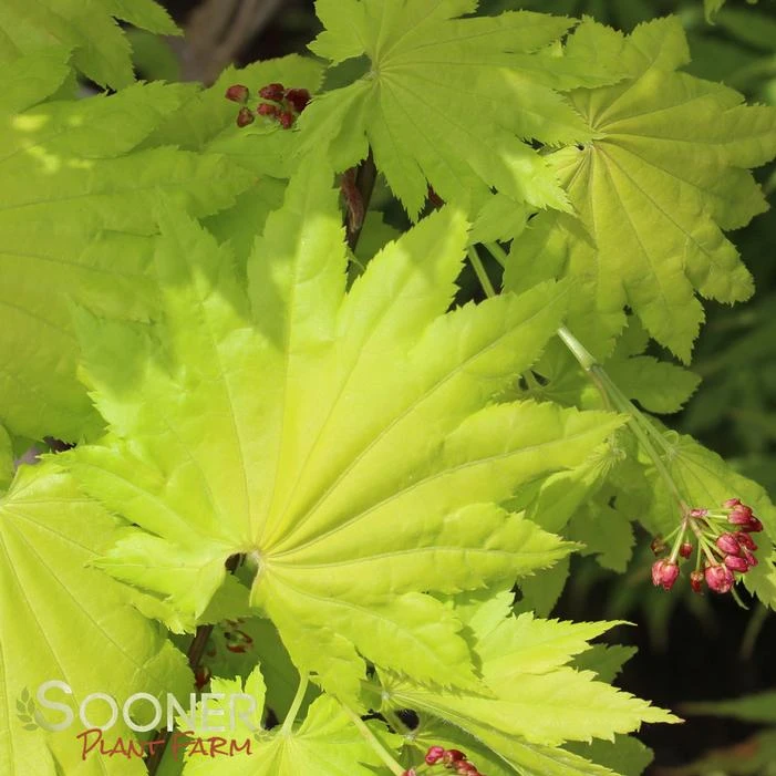 GOLDEN FULL MOON UPRIGHT JAPANESE MAPLE 3 GOLDEN FULL MOON UPRIGHT JAPANESE MAPLE