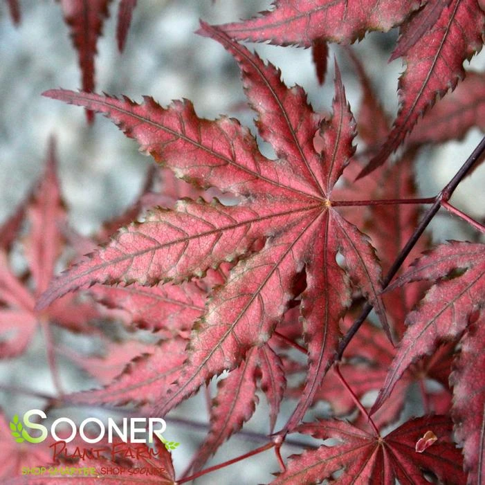 PURPLE GHOST UPRIGHT JAPANESE MAPLE 3 PURPLE GHOST UPRIGHT JAPANESE MAPLE