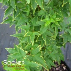 SAGARA NISHIKI UPRIGHT JAPANESE MAPLE 5 SAGARA NISHIKI UPRIGHT JAPANESE MAPLE -Verdant Zone DETA 1415