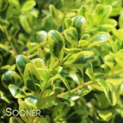 GOLDEN DREAM BOXWOOD -Verdant Zone DETA 1448