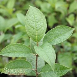 APOLLO MALE WINTERBERRY HOLLY