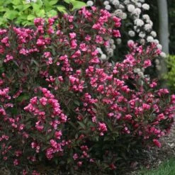 WINE & ROSES® WEIGELA -Verdant Zone DETA 150