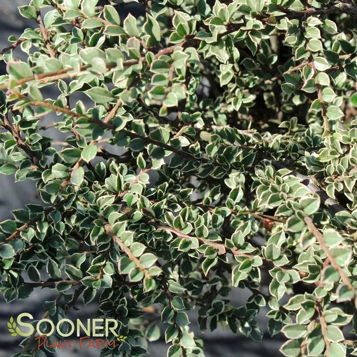 NORTHERN BORDERS™ COTONEASTER 4 NORTHERN BORDERS™ COTONEASTER - Image 2