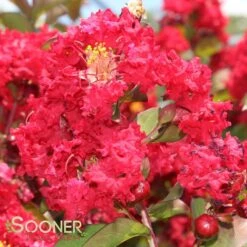 DYNAMITE® CRAPEMYRTLE -Verdant Zone DETA 161