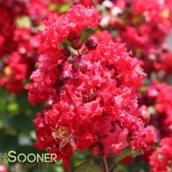 RED ROCKET® CRAPEMYRTLE -Verdant Zone DETA 164