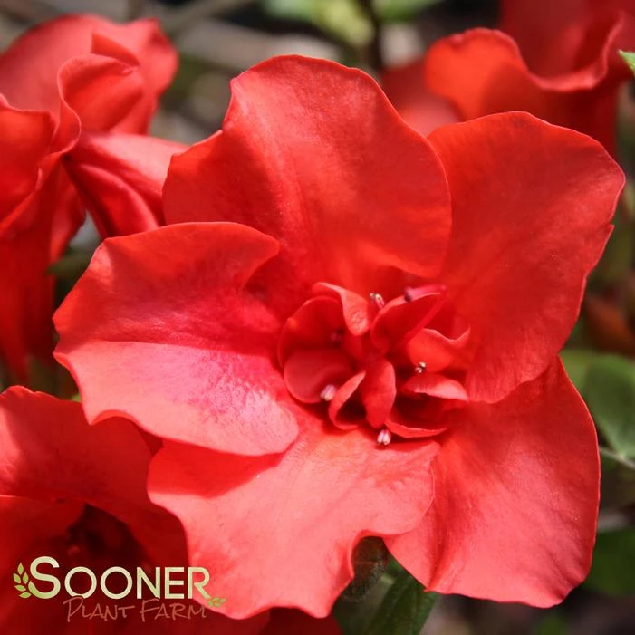 AUTUMN EMBERS® ENCORE® AZALEA 3 AUTUMN EMBERS® ENCORE® AZALEA