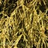 GOLD MOP FALSE CYPRESS 2 GOLD MOP FALSE CYPRESS -Verdant Zone DETA 1954