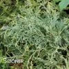GOLD LACE JUNIPER 1 GOLD LACE JUNIPER -Verdant Zone DETA 1956