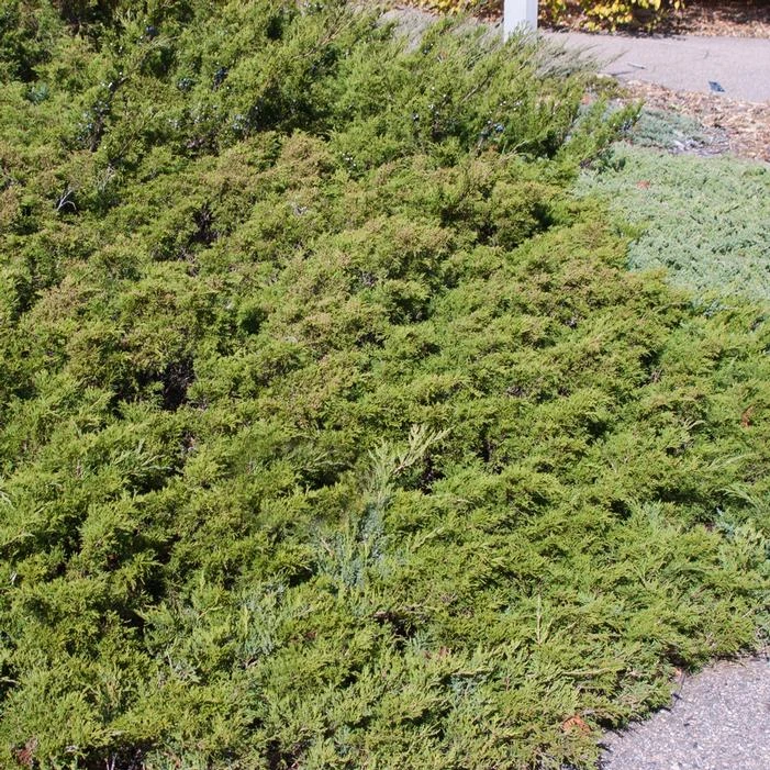 MINI ARCADIA JUNIPER 4 MINI ARCADIA JUNIPER - Image 2