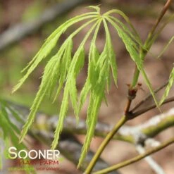 GREEN LACE WEEPING JAPANESE MAPLE 8 GREEN LACE WEEPING JAPANESE MAPLE -Verdant Zone DETA 2001