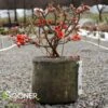 DOUBLE TAKE® ORANGE STORM QUINCE 2 DOUBLE TAKE® ORANGE STORM QUINCE -Verdant Zone DETA 2020