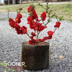 DOUBLE TAKE® SCARLET STORM QUINCE 13 DOUBLE TAKE® SCARLET STORM QUINCE -Verdant Zone DETA 2022