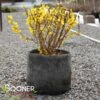 SHOW OFF® FORSYTHIA 1 SHOW OFF® FORSYTHIA -Verdant Zone DETA 2068
