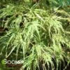 WATERFALL WEEPING JAPANESE MAPLE 1 WATERFALL WEEPING JAPANESE MAPLE -Verdant Zone DETA 207