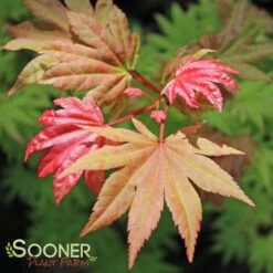 AUTUMN MOON UPRIGHT JAPANESE MAPLE -Verdant Zone DETA 2092