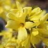 SHOW OFF STARLET® FORSYTHIA -Verdant Zone DETA 2105