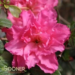 BLOOM-A-THON® PINK DOUBLE AZALEA 7 BLOOM-A-THON® PINK DOUBLE AZALEA -Verdant Zone DETA 2242