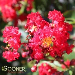 RED ROOSTER® CRAPEMYRTLE -Verdant Zone DETA 2257