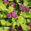DOUBLE PLAY® GOLD SPIRAEA 1 DOUBLE PLAY® GOLD SPIRAEA -Verdant Zone DETA 2292