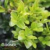 NORTH STAR® BOXWOOD 1 NORTH STAR® BOXWOOD -Verdant Zone DETA 2298