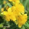 SUNNY BOULEVARD® ST. JOHN'S WORT -Verdant Zone DETA 2303