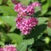 DOUBLE PLAY® ARTISTAN® SPIRAEA 2 DOUBLE PLAY® ARTISTAN® SPIRAEA -Verdant Zone DETA 2320