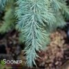 DIVINELY BLUE DEODAR CEDAR -Verdant Zone DETA 2347