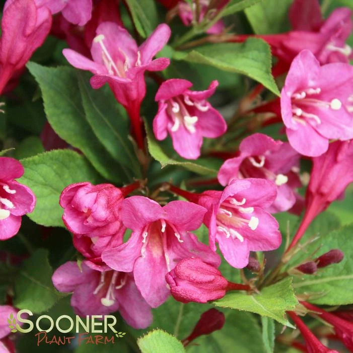 SONIC BLOOM® PINK WEIGELA 4 SONIC BLOOM® PINK WEIGELA - Image 2