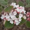 SPICE GIRL® KOREAN SPICE VIBURNUM -Verdant Zone DETA 2439