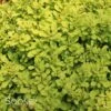 SUNJOY® MINI SAFFRON BARBERRY -Verdant Zone DETA 2459