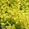 SUNJOY® CITRUS BARBERRY -Verdant Zone DETA 2460