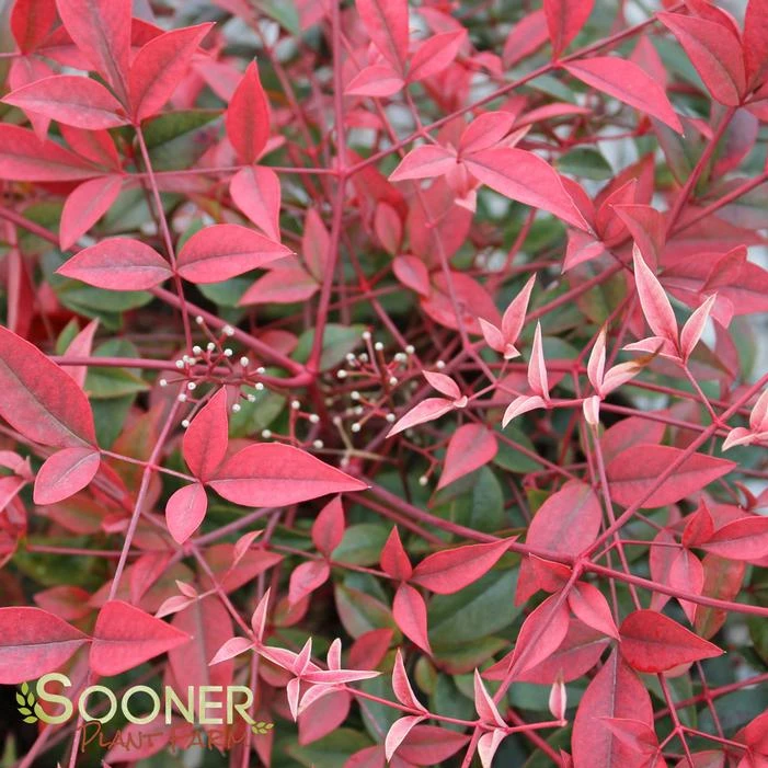 FLIRT™ NANDINA 5 FLIRT™ NANDINA - Image 3