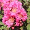 CORAL MAGIC CRAPEMYRTLE 1 CORAL MAGIC CRAPEMYRTLE -Verdant Zone DETA 2673