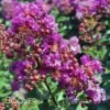 PURPLE MAGIC CRAPEMYRTLE -Verdant Zone DETA 2674