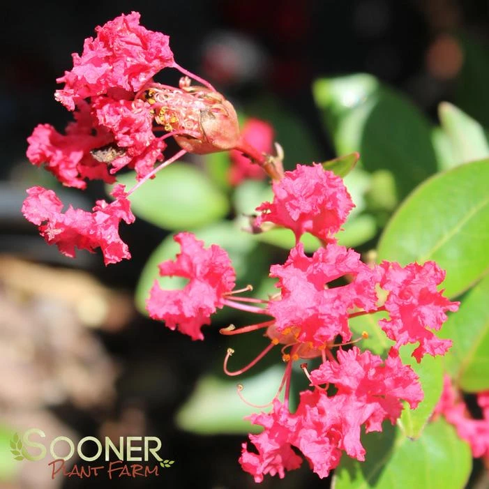 STRAWBERRY DAZZLE® CRAPEMYRTLE 3 STRAWBERRY DAZZLE® CRAPEMYRTLE