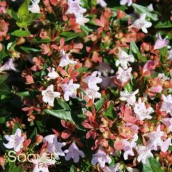 RASPBERRY PROFUSION™ ABELIA 10 RASPBERRY PROFUSION™ ABELIA -Verdant Zone DETA 2716