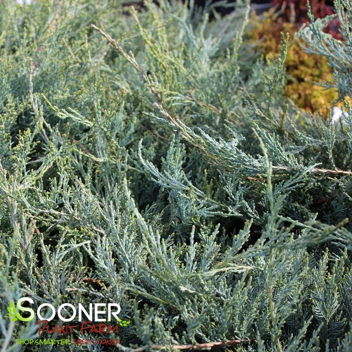 GREY GUARDIAN™ JUNIPER 3 GREY GUARDIAN™ JUNIPER