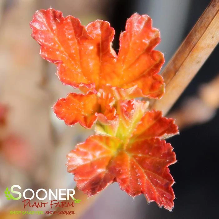 AMBER JUBILEE™ NINEBARK 3 AMBER JUBILEE™ NINEBARK