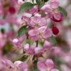 RUBY TEARS™ WEEPING CRABAPPLE 1 RUBY TEARS™ WEEPING CRABAPPLE -Verdant Zone DETA 2851